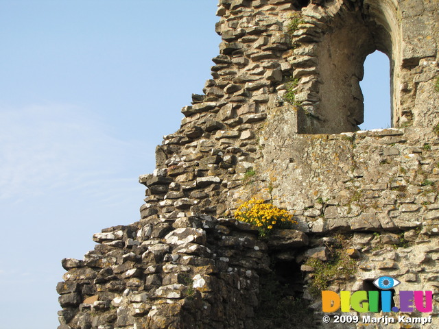 SX05480 Yellow wallflowers growing on castle wall